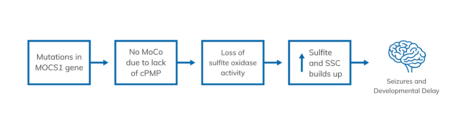 In a child with MoCD Type A, a change in the MOCS1 gene prevents them from making MoCo. Lack of MoCo leads to a toxic buildup of sulfite and SSC, which lead to the seizures, severe brain abnormalities and other features of MoCD.